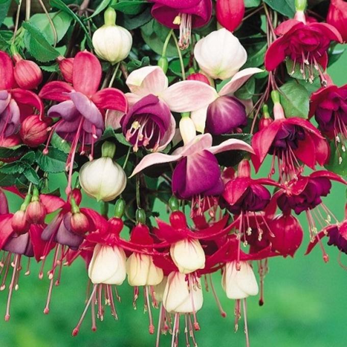 20 Hạt giống hoa lồng đèn