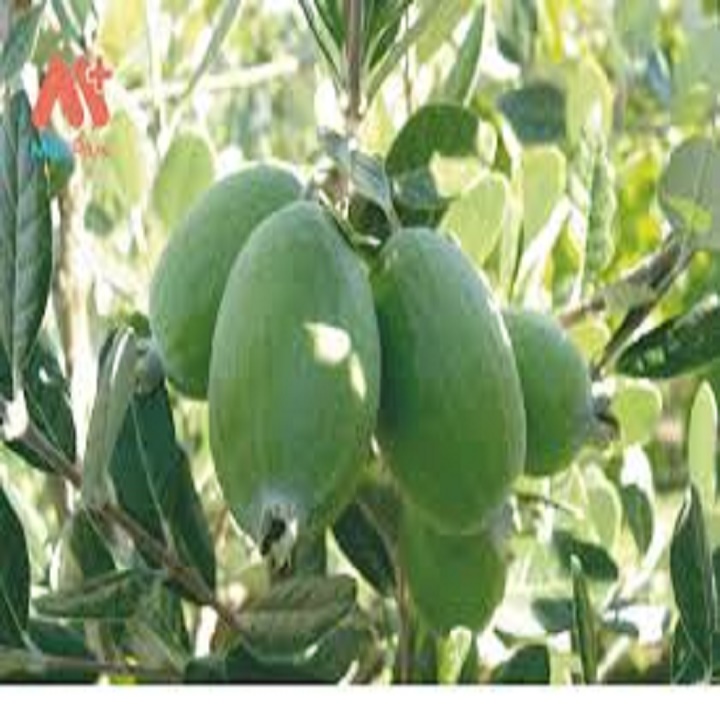CÂY GIỐNG ỔI DỨA SIÊU QUẢ SIÊU KINH TẾ