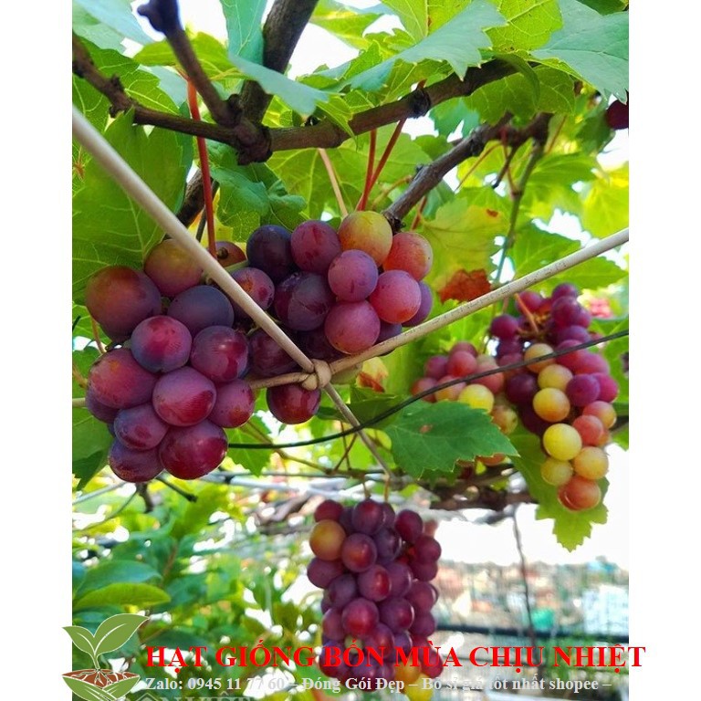 MJ173 Hạt giống Nho pháp (10 hạt)