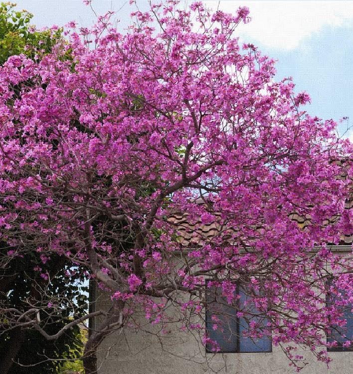 Hạt giống hoa phương tím ( 1 gói 5 hạt )