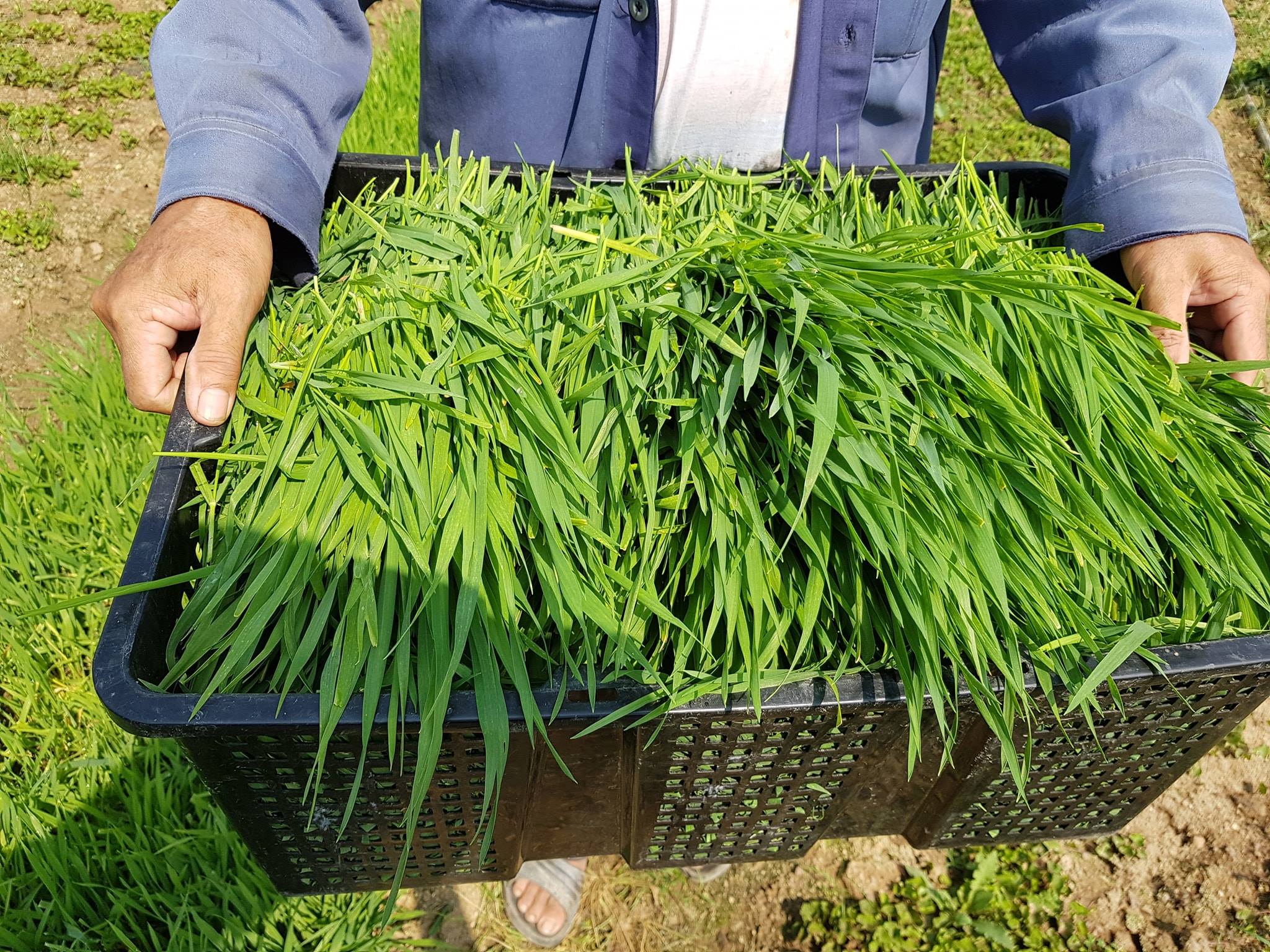 1kg hạt giống trồng cỏ lúa mì cho Thỏ-Bọ ú-Chó Mèo