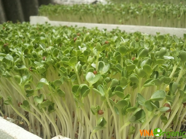 Nấm Trichoderma sp chất lượng cao