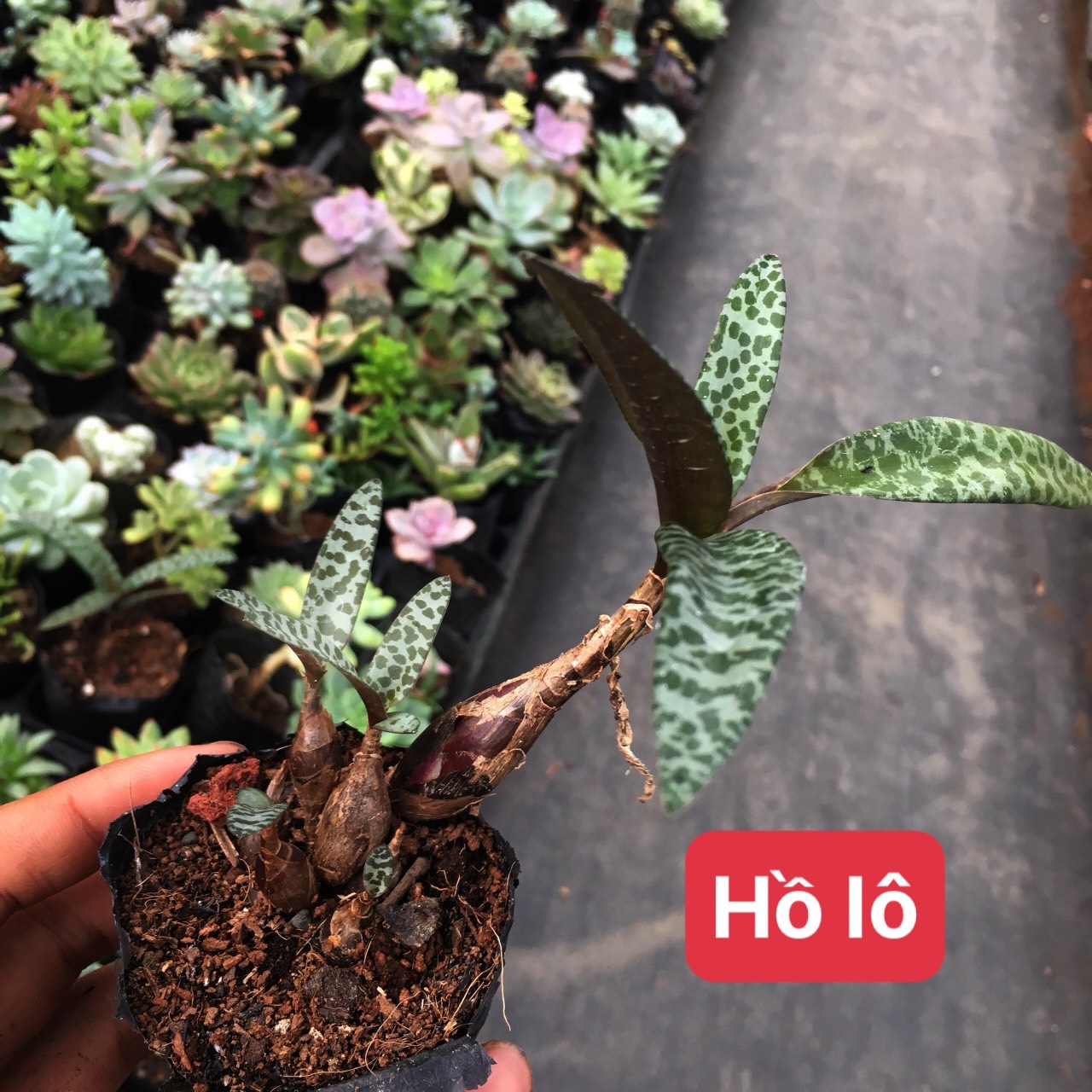 Sen đá hồ lô