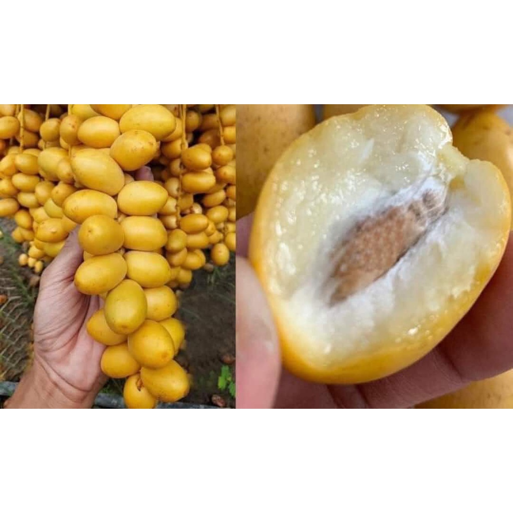 CÂY GIỐNG CHÀ LÀ SIÊU LÙN( SIÊU SỚM TRÁI TO NGỌT)