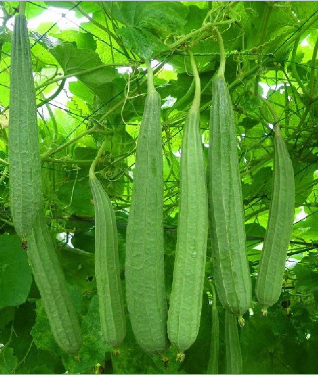 Hạt Giống Mướp Khía Thái Lan - Gói 1gram