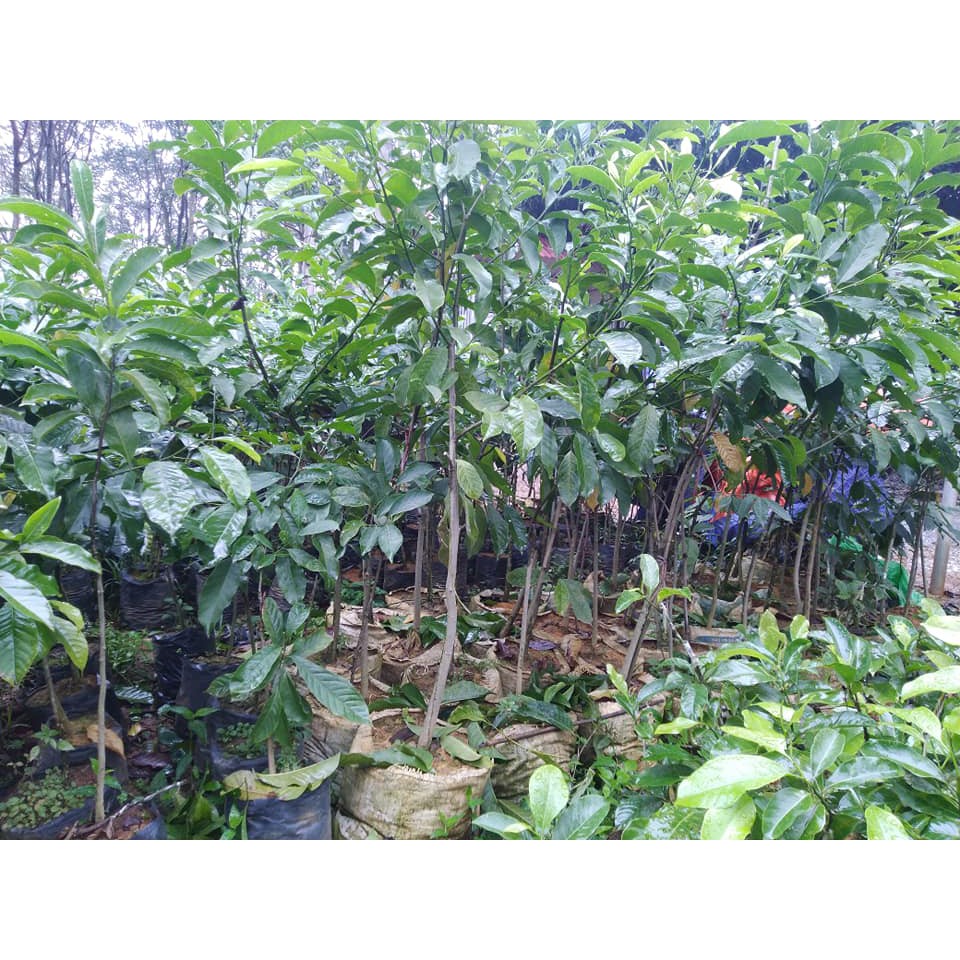 Giống cây Dổi ghép ăn hạt 3 năm ra Quả (cây giống bảo hành )