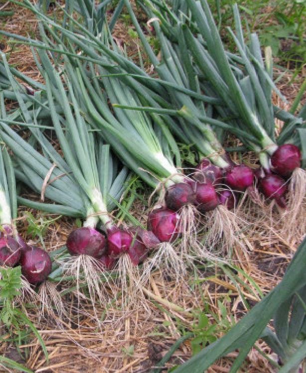 High Yield Red Onion Seeds 2Gr/Package
