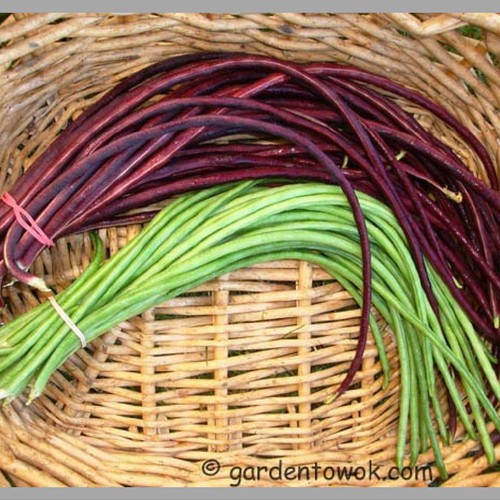 Combo 2 gói hạt giống đậu đũa - ( 1 gói xanh + 1 gói  đỏ ) Tặng gói phân bón