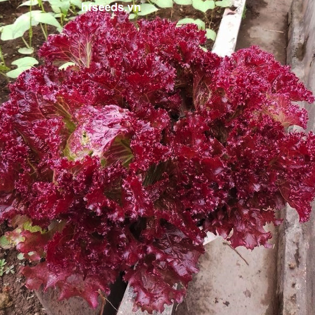 [Hạt giống Đài Loan] Gói 1.5 gam hạt giống xà lách tím Lollo Rosa