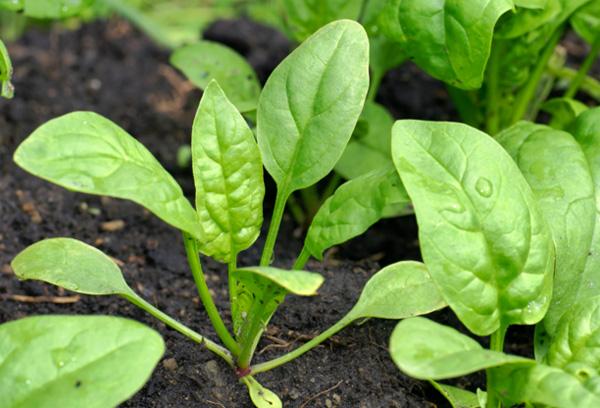 Hạt giống cải bó xôi chịu nhiệt (rau chân vịt) 20gr