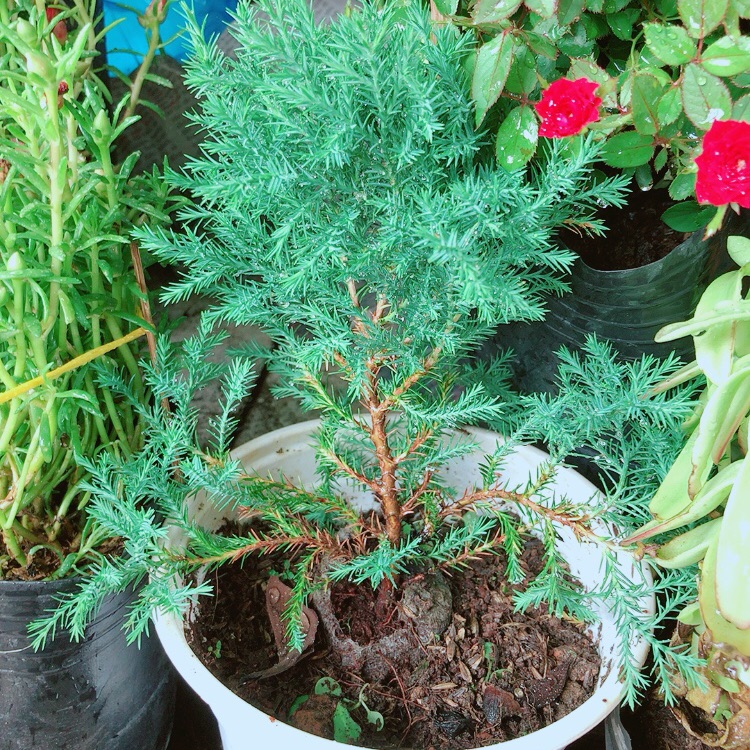 Chậu tùng bồng lai