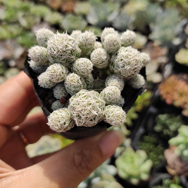 Xương rồng trứng chim size bầu