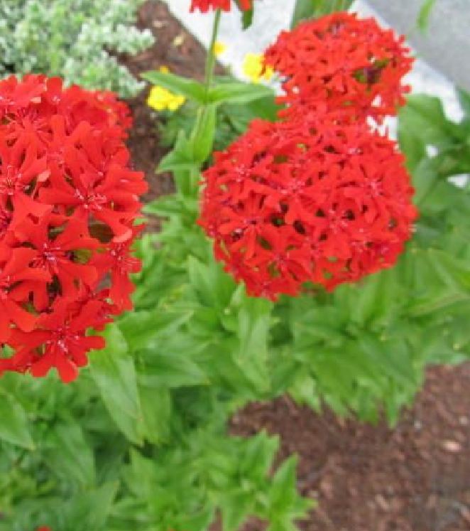 Red Thu La Flower Seeds - 1 Pack of 50 Seeds