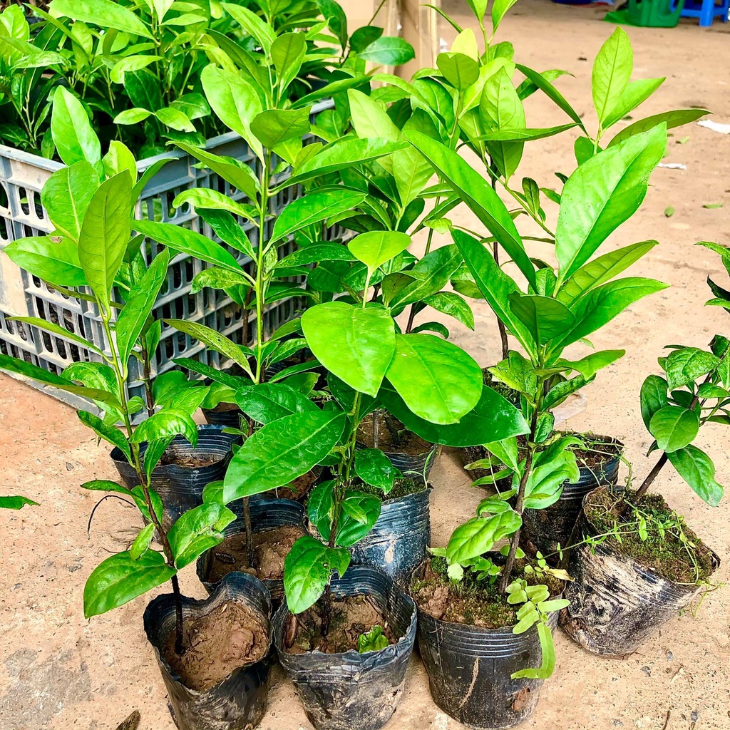 Cây hồng đen Socola giống