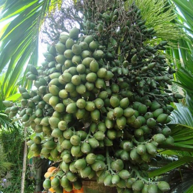 cây giống cau tứ quý