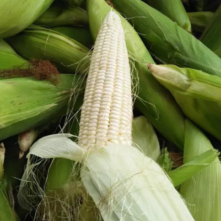 10GR_HẠT GIỐNG BẮP NẾP NÙ (DẺO, THƠM, DỄ TRỒNG)