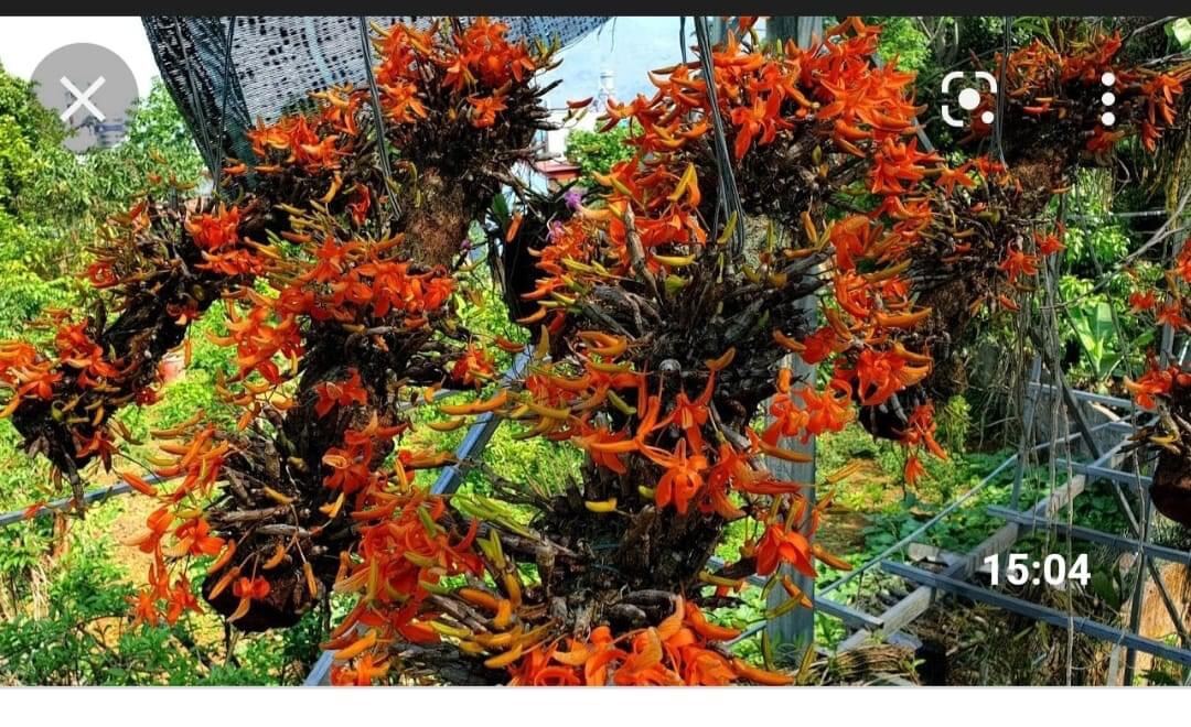 Hoa Lan đơn cam(1 bó hình cuối) vv