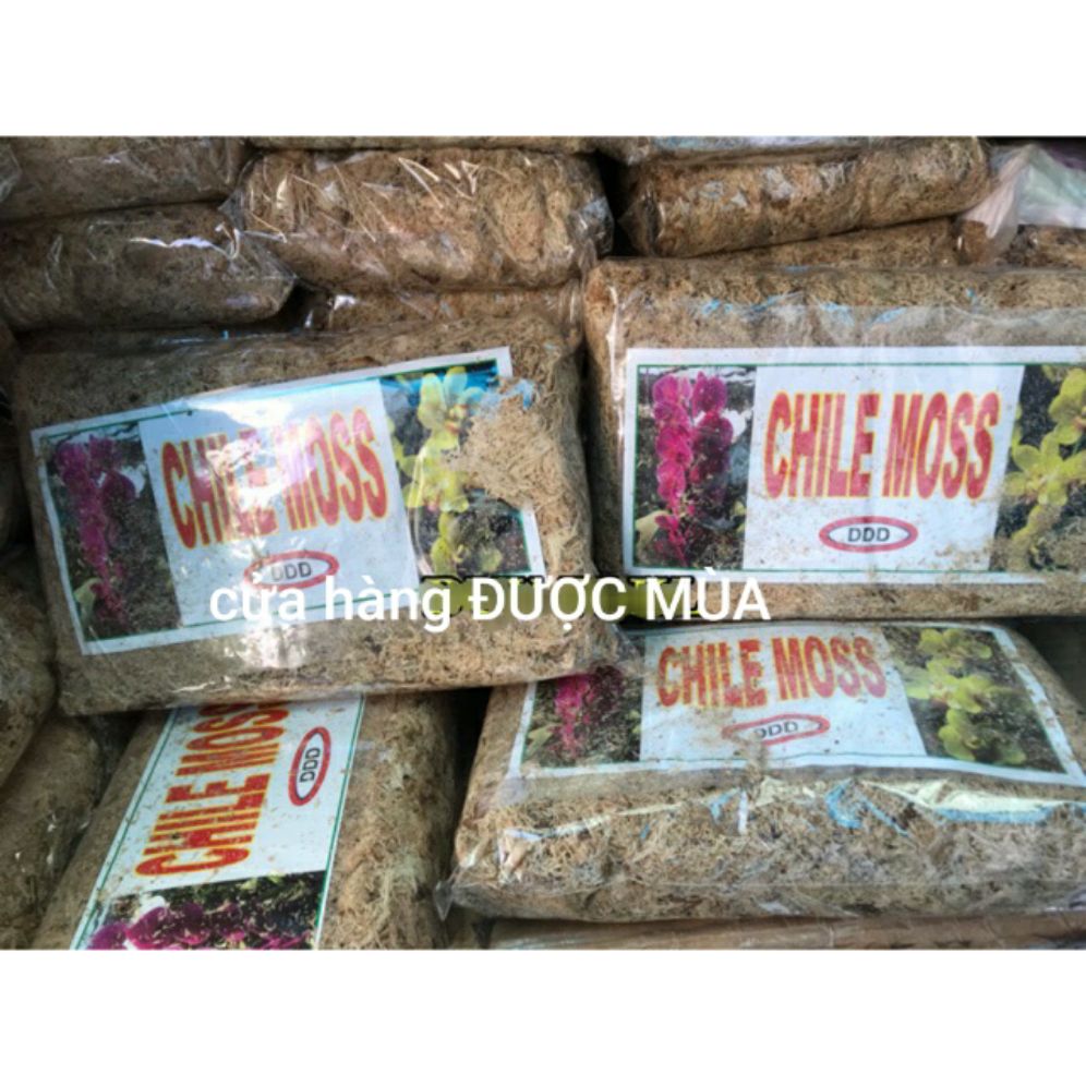 Dớn mềm trồng lan - dớn chile moss - gói 100gr