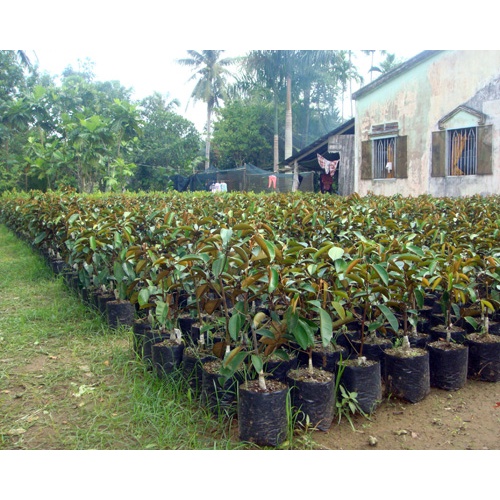 Cây vú sữa lò rèn ( ảnh thật cây cao 50 cm )
