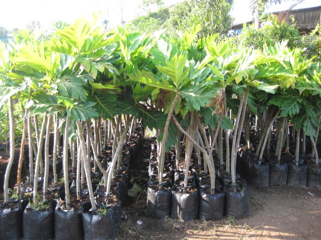 Cây giống Sa Kê ghép cho quả sớm.