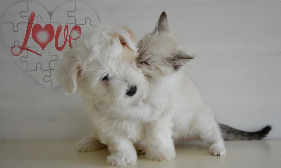 ĐÙI GÀ ĐỒ CHƠI CHO CHÓ BIẾT KÊU