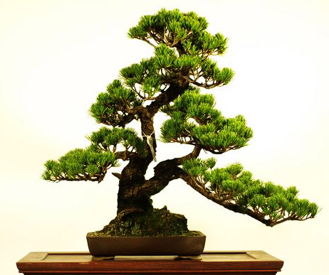 Cây giống tùng la hán bonsai