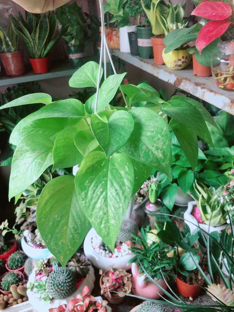 Trầu Bà Thái (vàng,xanh)