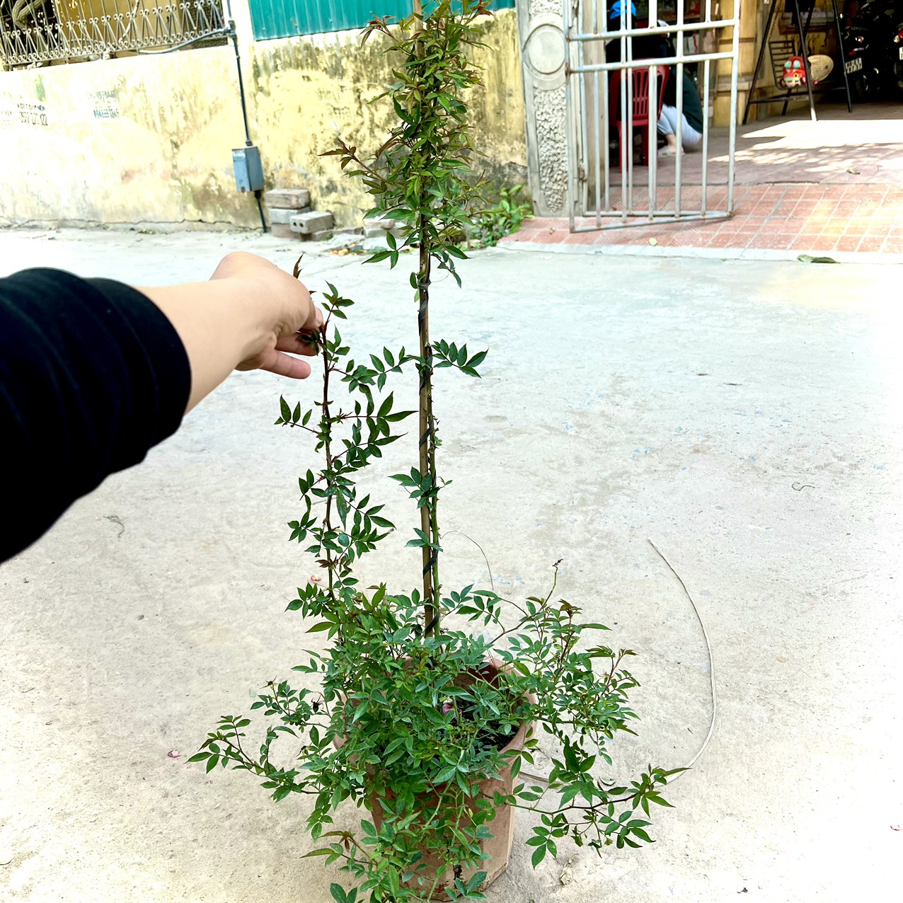 Cây hoa hồng leo tiểu quỳnh cao 70 cm