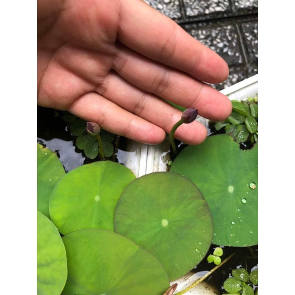 Củ sen giống MiNi Nhật siêu nụ( Cung đình hồng, trắng kép,vàng chanh)