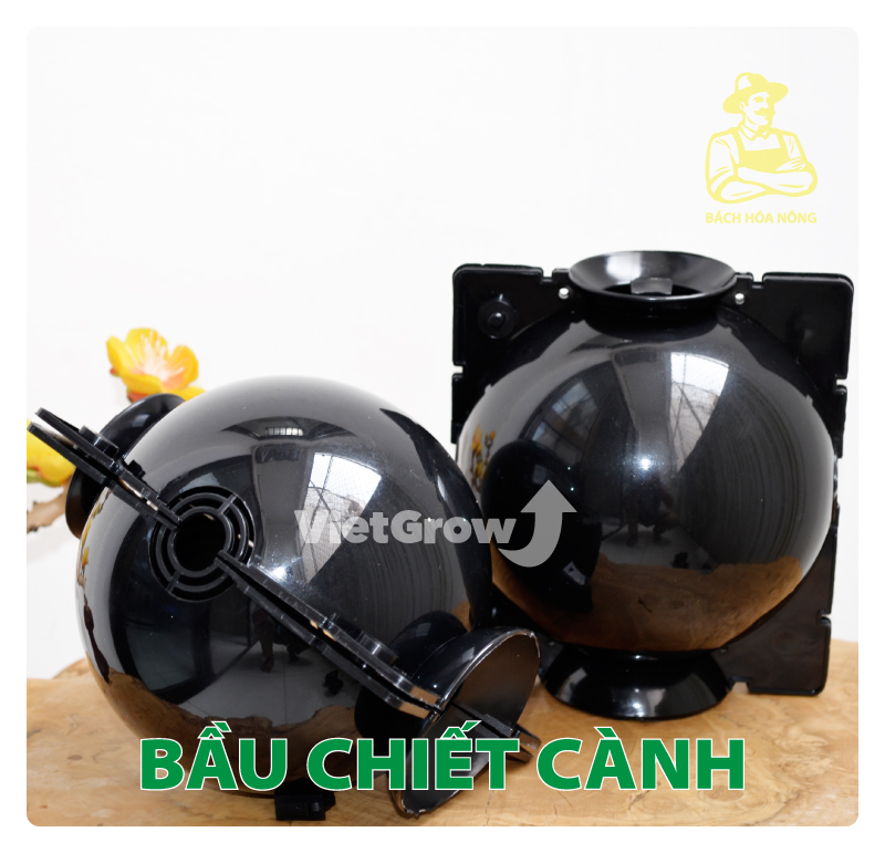 [HCM]Combo 8 Bầu chiết cành Croco - Size L (12cm), Màu Đen