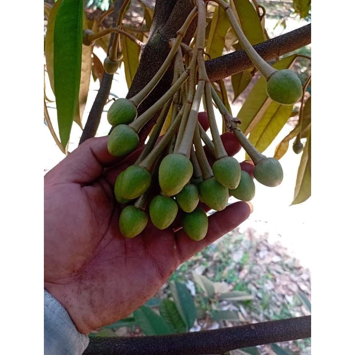 Cây giống sầu riêng thái múi dày ( cây ghép cho trái siêu sớm ) ( sản phẩm có bảo hành đỏi trả)