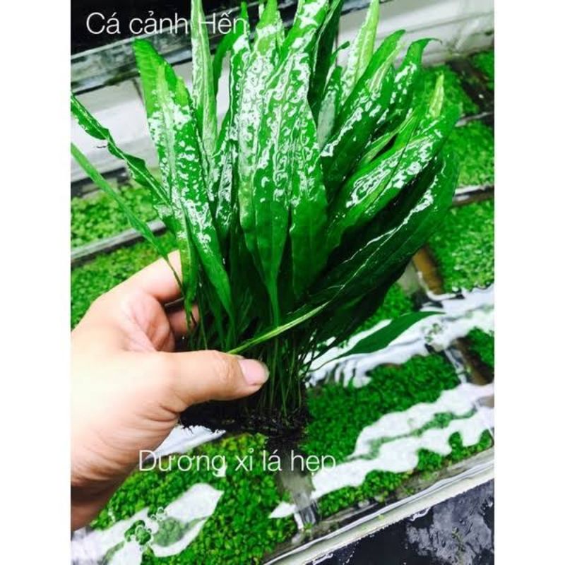 Cây thủy sinh Dương Xỉ