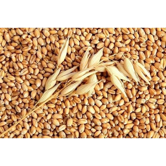 Hạt giống mầm lúa mạch - Gói 100 gram