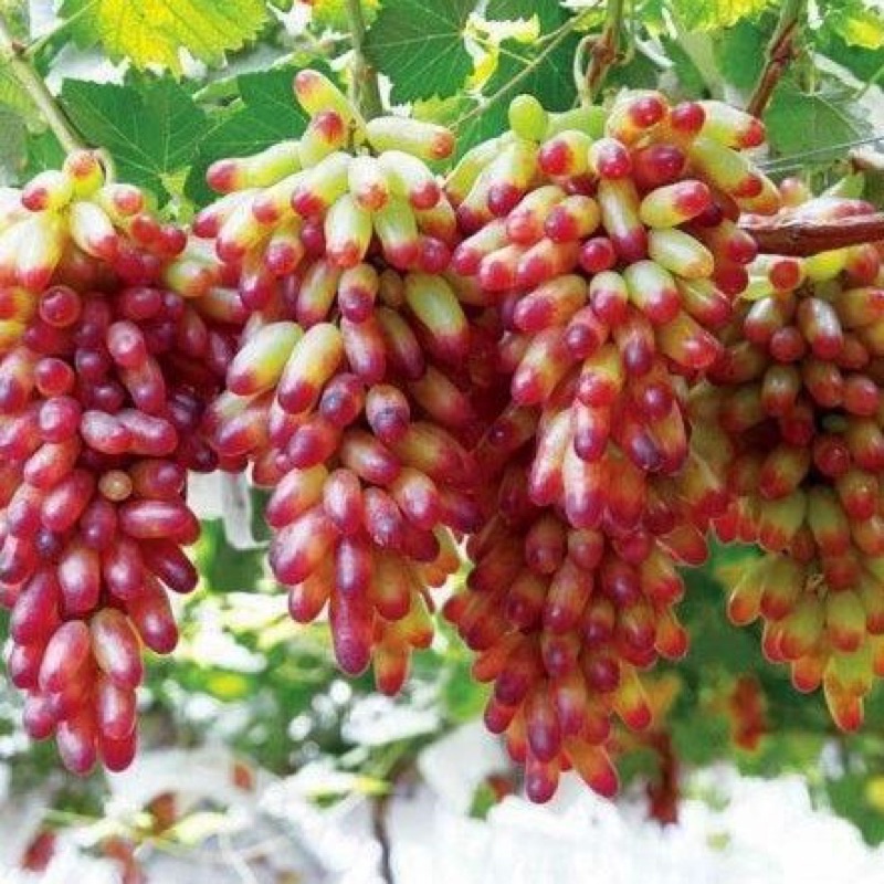 Hạt giống nho ngón tay tím/đỏ tặng kèm phân bón và thuốc kích mầm