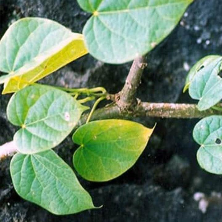dây đau xương khô 1kg