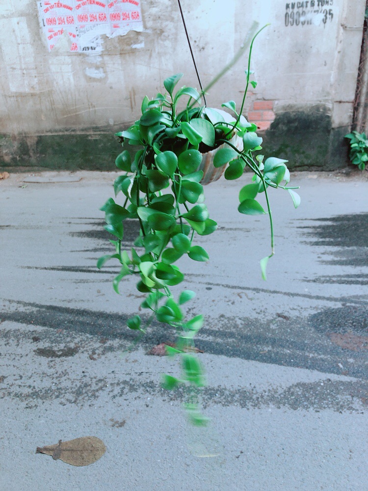 Dây Leo Vỏ Ốc