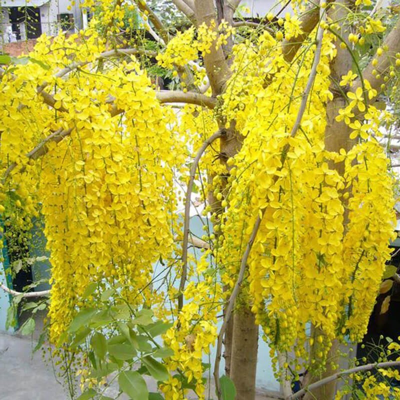 Cây Muồng hoàng yến vàng -hoa osaka vàng, cây cao lơn 1m trở lên