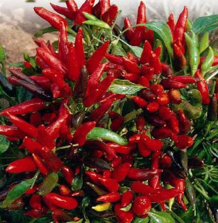 Hạt giống ớt chùm siêu cay Thái Lan - gói 0.5gram ( 95 hạt)