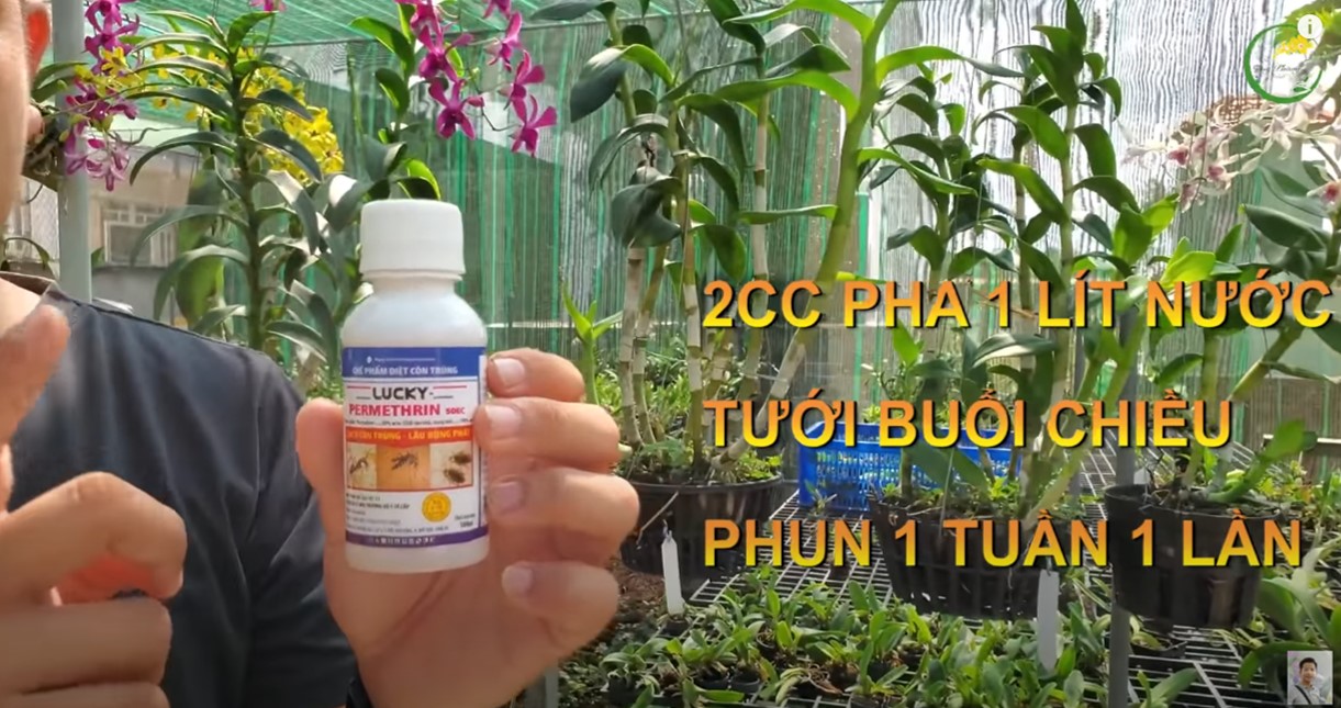 [Có video] Bộ combo 5 kích hoa, dưỡng hoa siêu đẳng