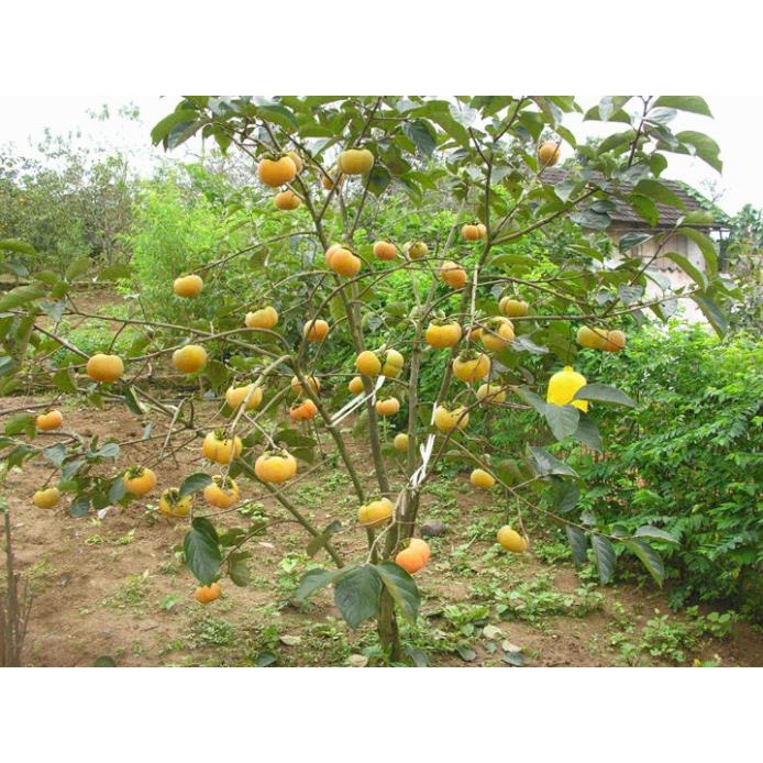 [FREESHIP - Xả Khô Máu] Cây hồng giòn nhật bản