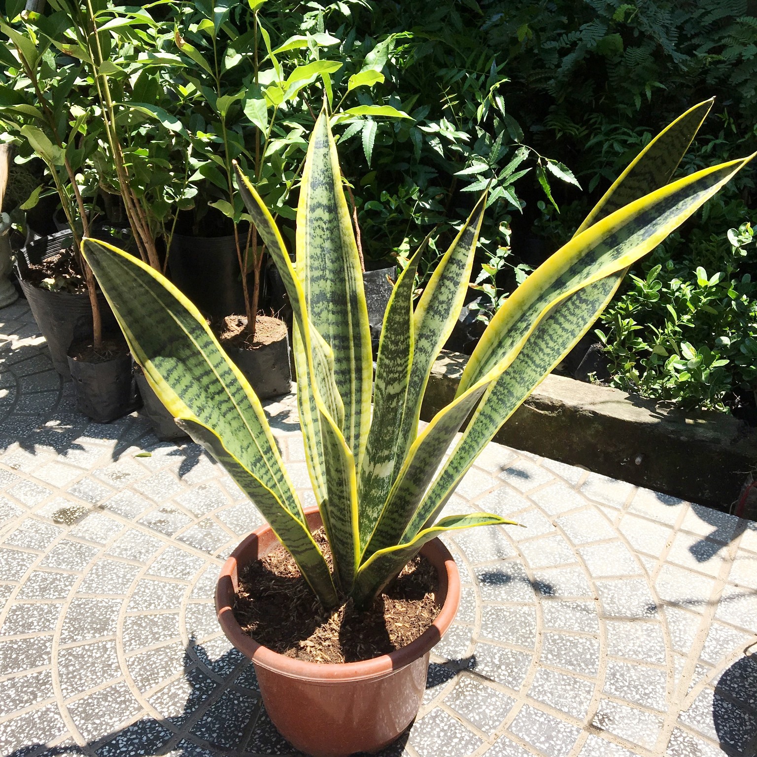 LƯỠI HỒ DÁNG CAO VIỀN VÀNG CÂY ĐẸP, CÂY LƯỠI CỌP