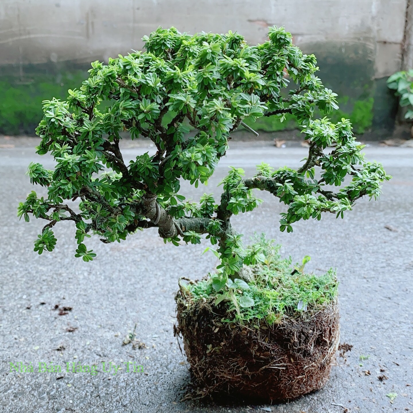 Cây linh sam hạt gạo bonsai