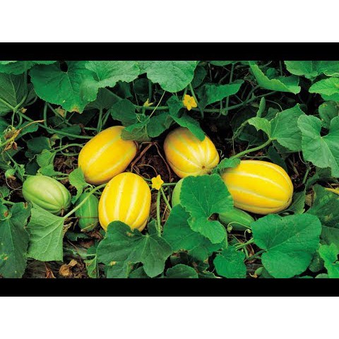HẠT GIỐNG DƯA LÊ THƠM HÀN QUỐC F1 GÓI 10 HẠT
