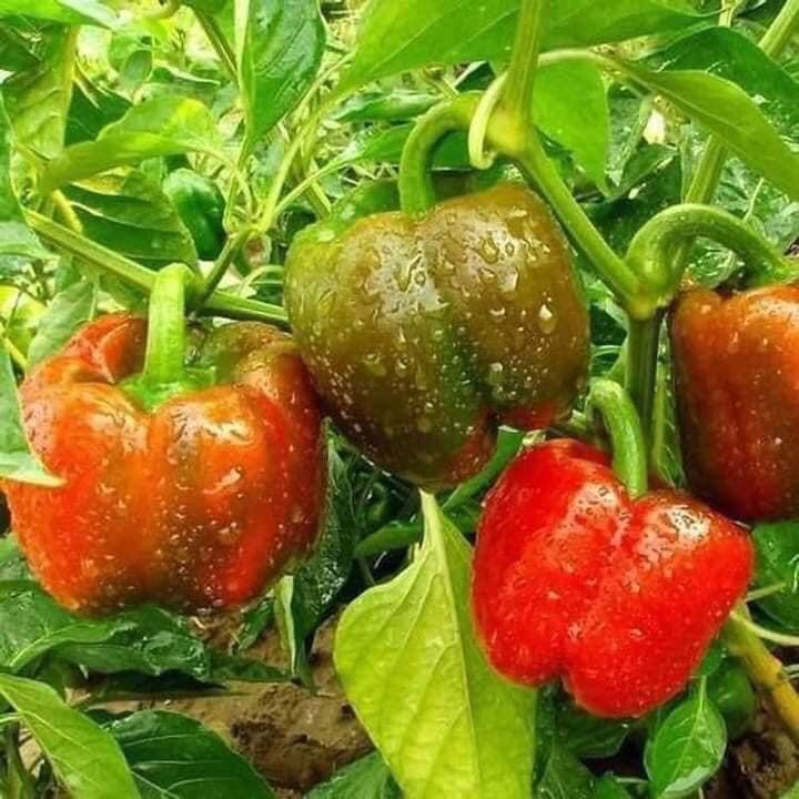 Cây ớt chuông loại to đang quả