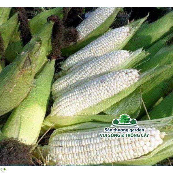 Hạt giống bắp nù - gói 100 gram