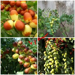 giống hồng táo