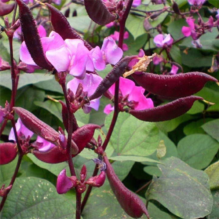 5 gr hạt giống đậu ván tím