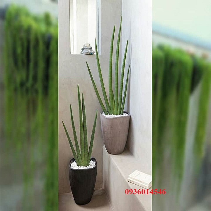 cây nanh heo - Cây ngàà voii (Size 60-70cm)