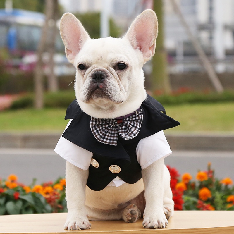Áo vest và váy đám cưới dành cho chó mèo
