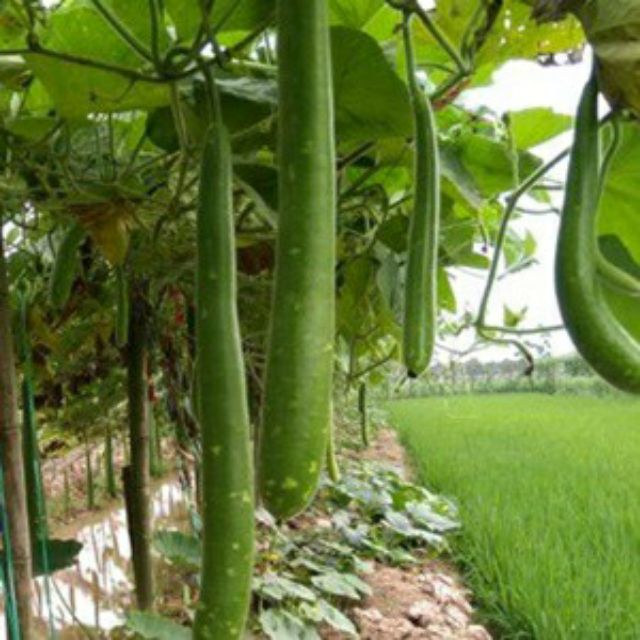 33B [Giá Gốc] Hạt Giống Bầu Sao Quê Quả Dài - 10 Hạt